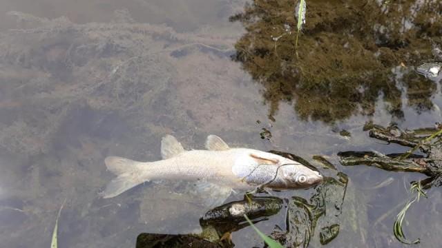 Десетки мъртви риби в Стара река